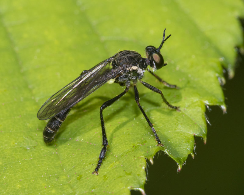 Stripe-legged Robberfly - Dioctria baumhaueri (dark form) 01-07-21.jpg