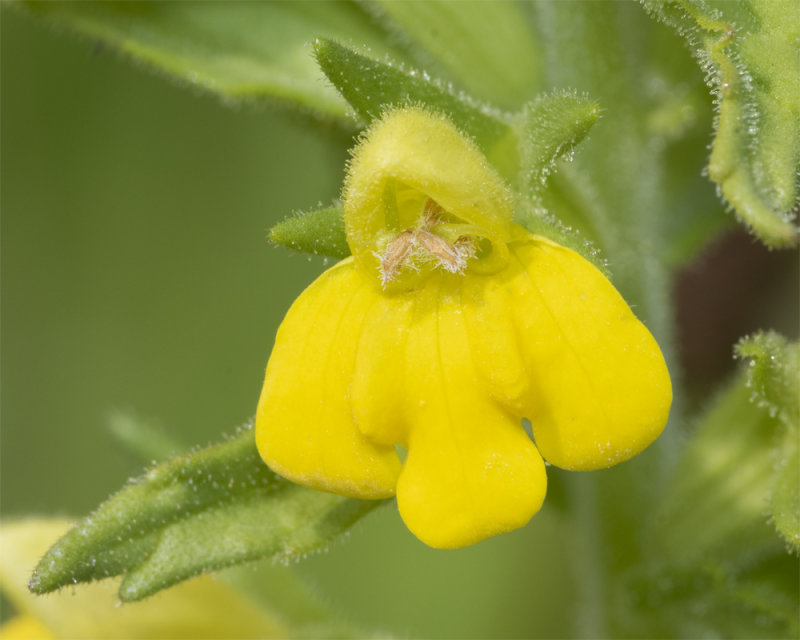 Yellow Bartsia - Parentucellia viscosa 30-06-21 closer.jpg