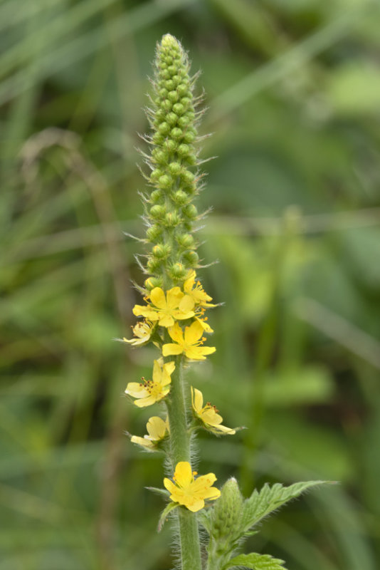 Agrimony - Agrimonia eupatoria 02-07-21.jpg