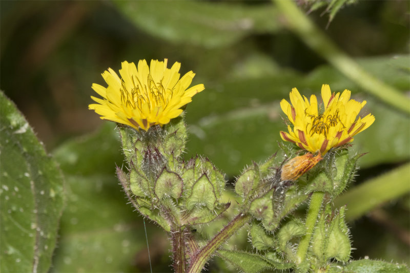 Bristly Oxtongue - Helminthotheca echioides 02-07-21.jpg