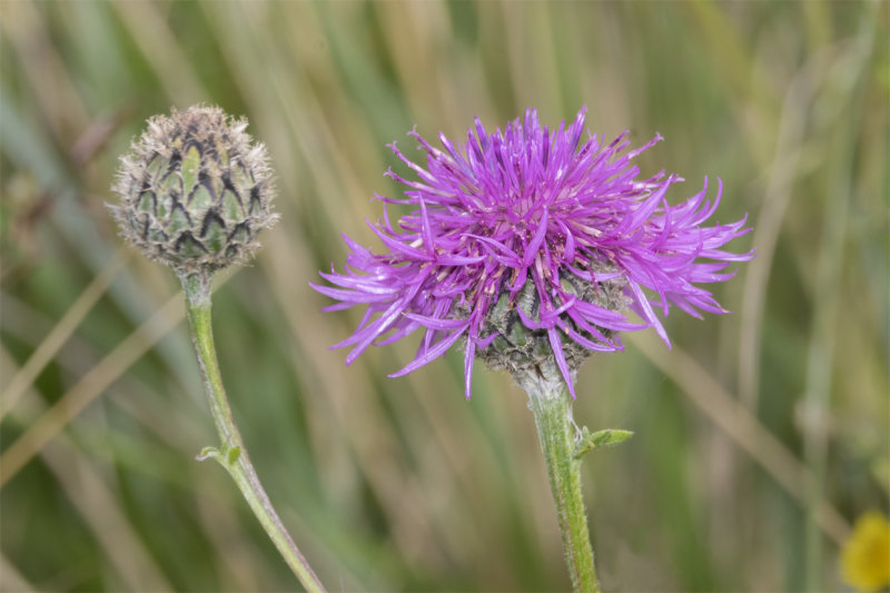 Common Knapweed - Centaurea nigra 02-07-21.jpg