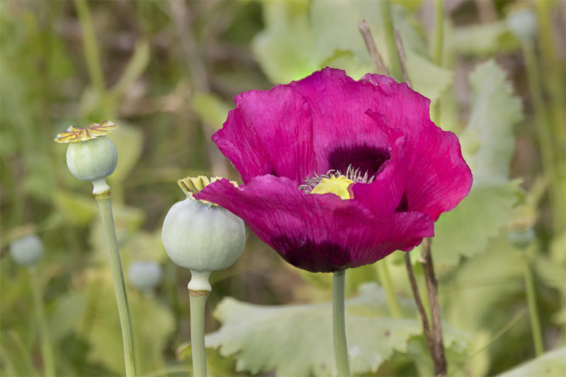 Opium Poppy - Papaver somniferum 02-07-21.jpg