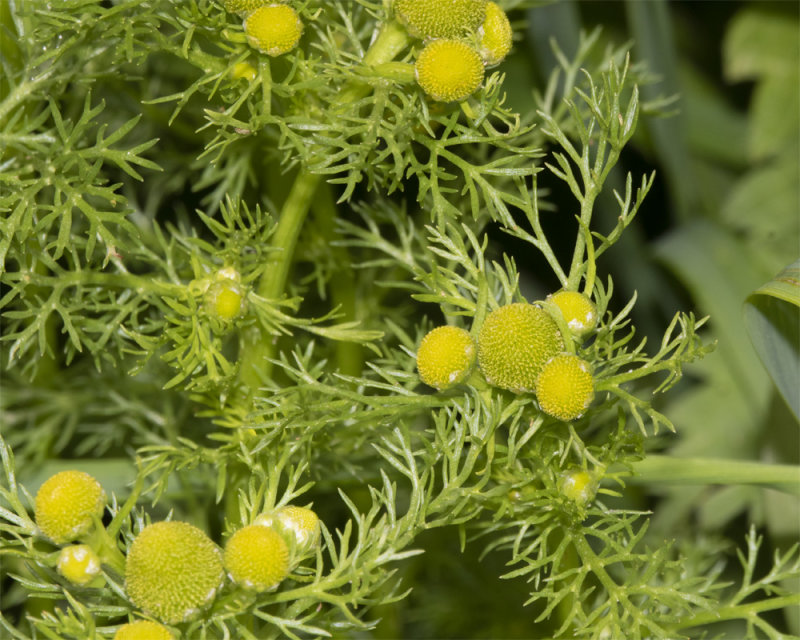 Pineappleweed - Matricaria discoidea 02-07-21.jpg