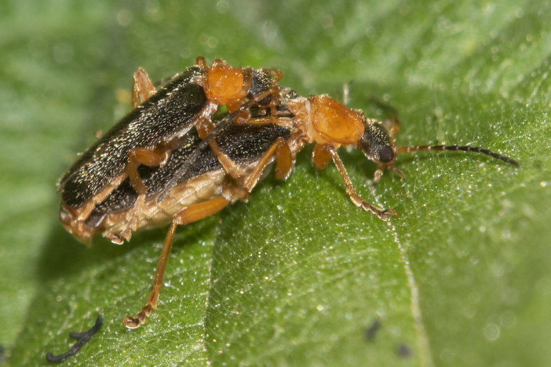 Cantharis nigra-thoracica 02-07-21.jpg