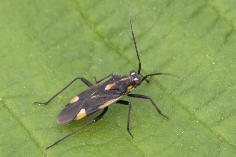 Capsodes sulcatus 02-07-21.jpg