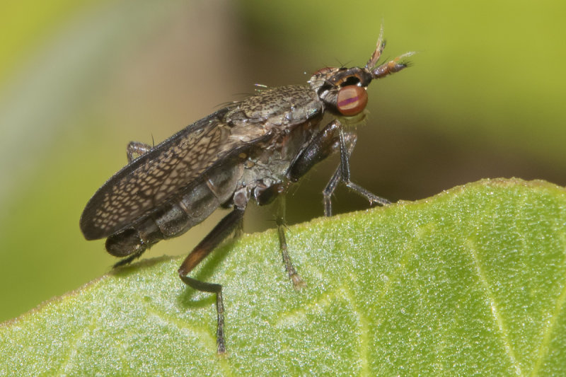 Coremacera marginata 02-07-21.jpg