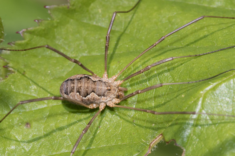 Harvestman - Phalangium opilio 01-07-21.jpg