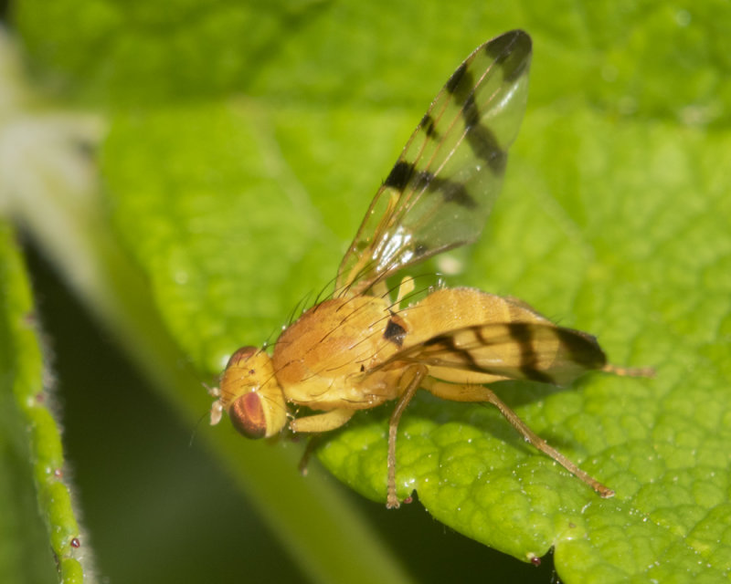 Rhagoletis alternata 02-07-21.jpg