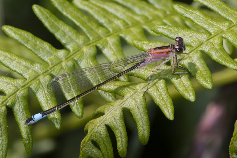 Blue-tailed Damselfly - Ischnura elegans 30-06-21.jpg