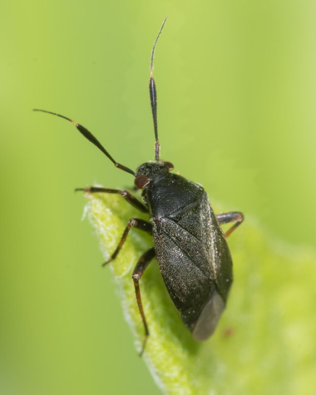 Capsus ater 30-06-21.jpg