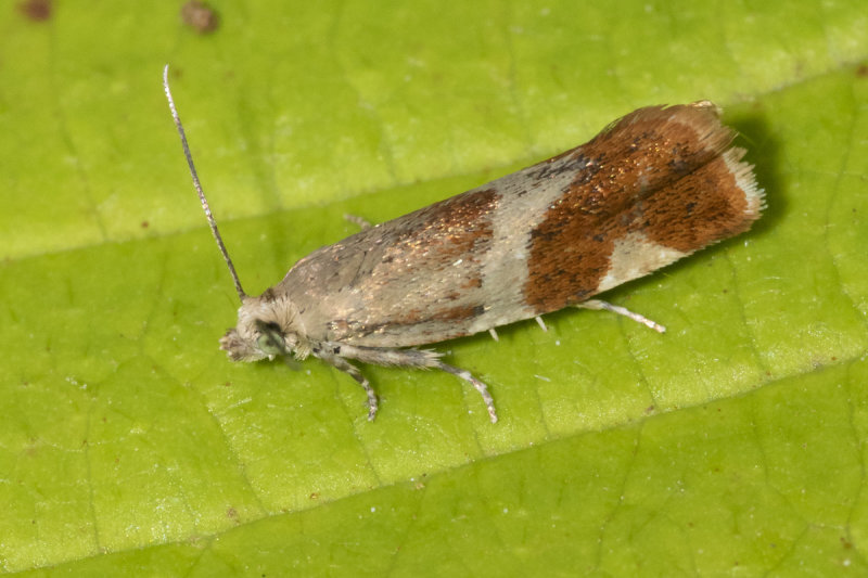  Willow Tortrix Moth - Epinotia cruciana 30-06-21.jpg