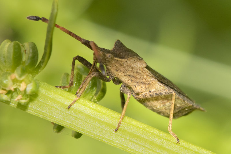 Boat Bug - Enoplops scapha 02-07-21.jpg