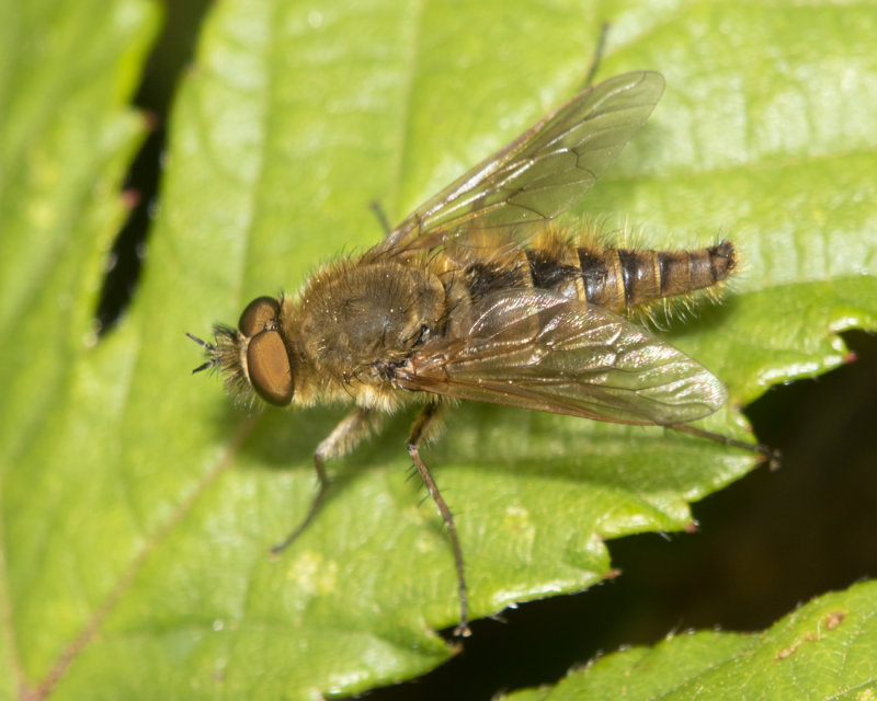 Stiletto Fly - Thereva sp poss nobilitata m 05-07-21.jpg