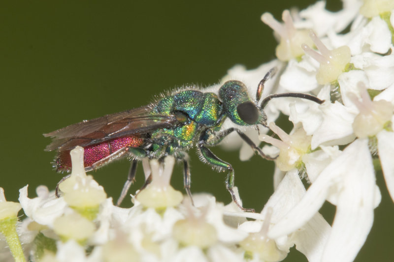 Ruby-tailed Wasp - Chrysis sp 05-07-21.jpg
