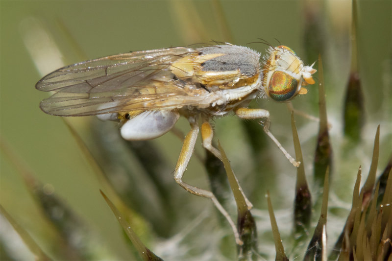 Terellia serratulae 05-07-21.jpg