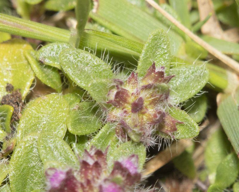 Wild Thyme - leaves 05-07-21.jpg