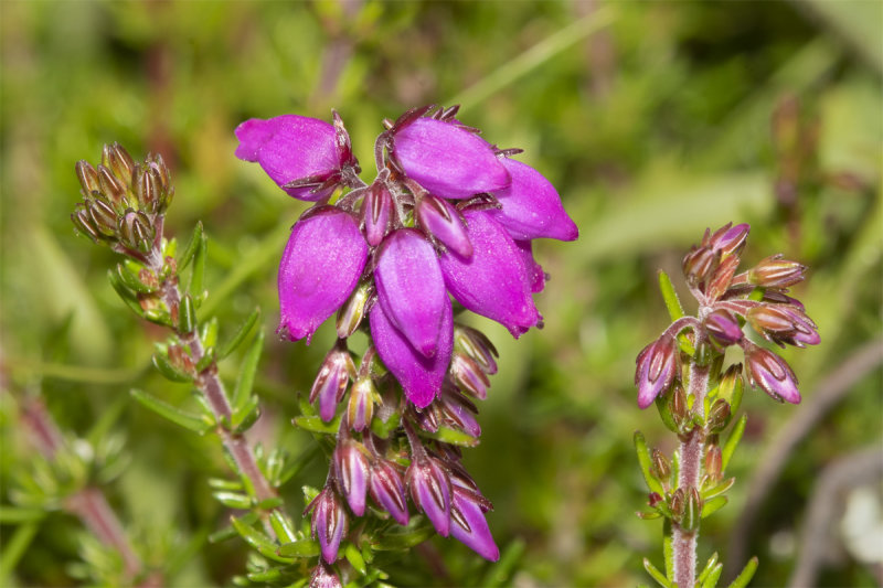 Bell Heather - Erica cinerea 05-07-21.jpg