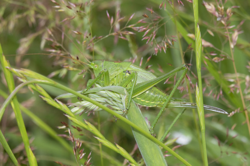 Great Green Bush Cricket - Tettigonia viridissima nymph 05-07-21.jpg