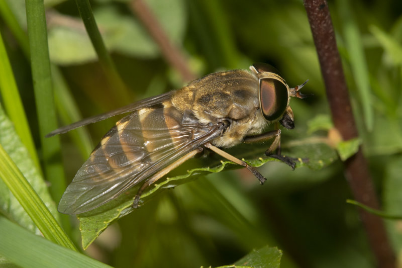 Dark Giant Horsefly - Tabanus sudeticus f 08-07-21.jpg