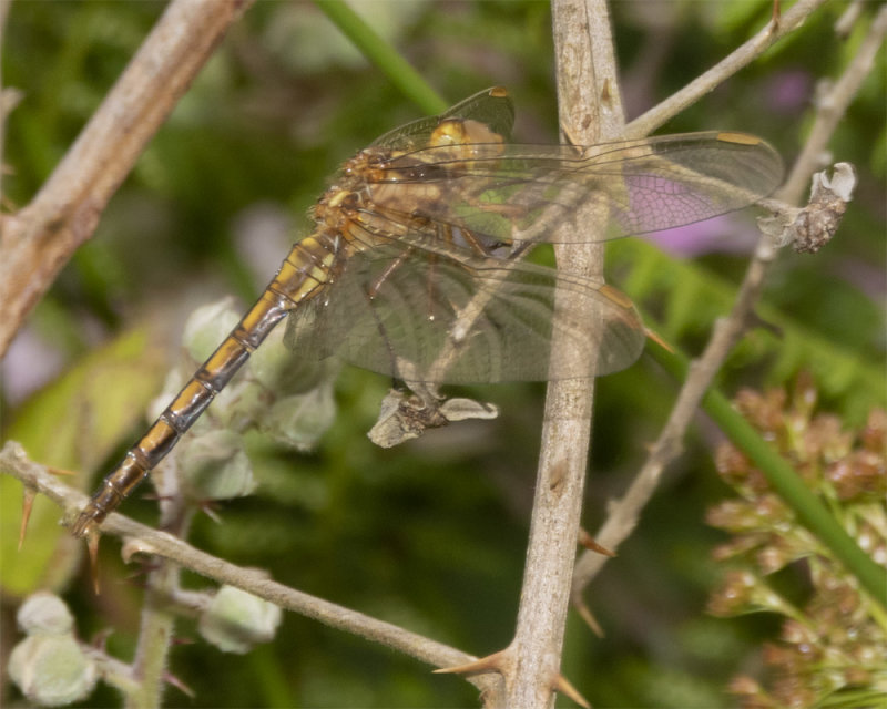 Keeled Skimmer - Orthetrum coerulescens f 08-07-21 side.jpg