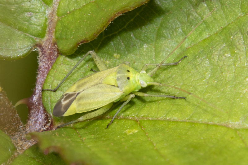 Potato Capsid - Closterotomus norwegicus 08-07-21.jpg