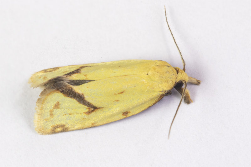 Moth - Agapeta hamana 08-07-21.jpg