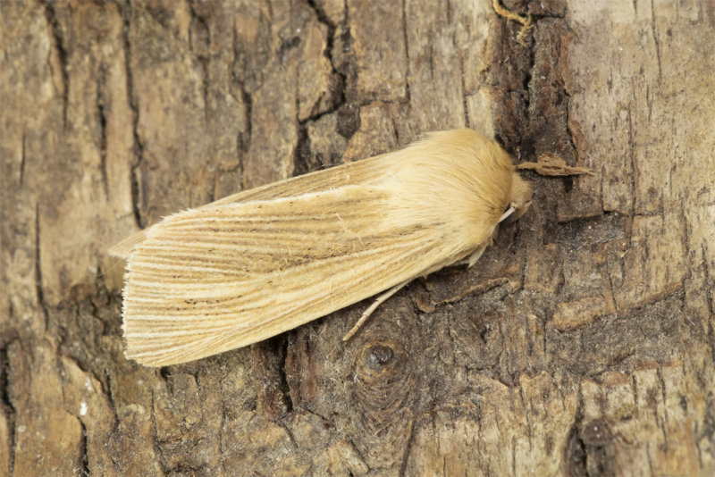 Moth - Common Wainscot - Mythimna pallens 08-07-21.jpg