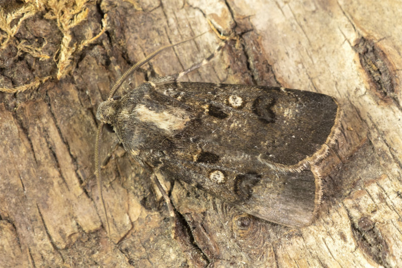 Moth - Crescent Dart - Agrotis trux 08-07-21.jpg