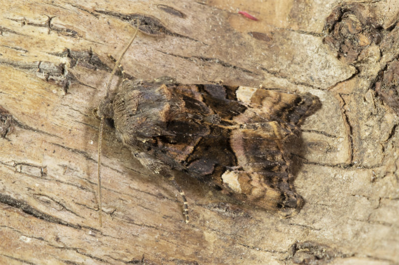 Moth - Small Angle Shades - Euplexia lucipara 08-07-21.jpg