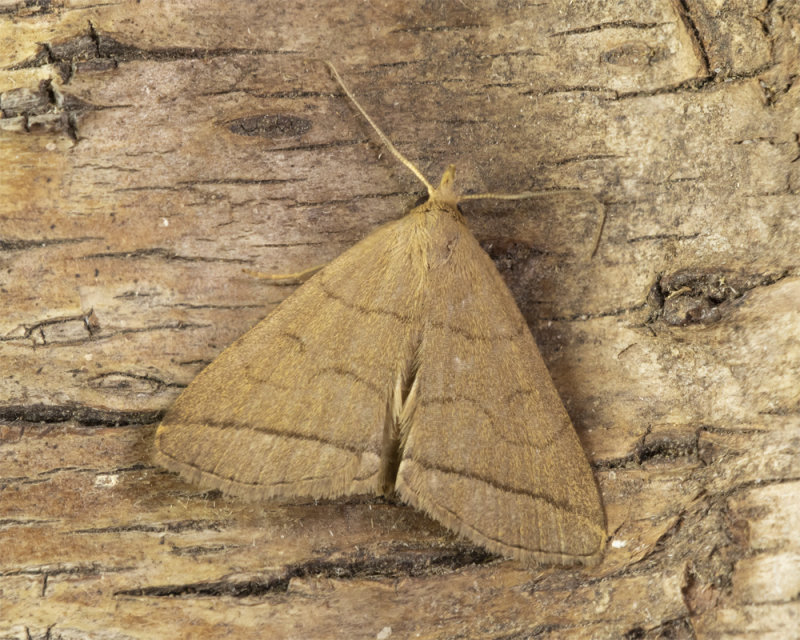 Moth - Fan-foot - Zanclognatha tarsipennalis 08-07-21.jpg