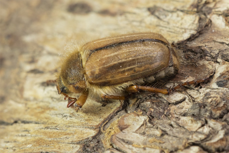 Summer Chafer - Amphimallon solstitiale 08-07-21.jpg