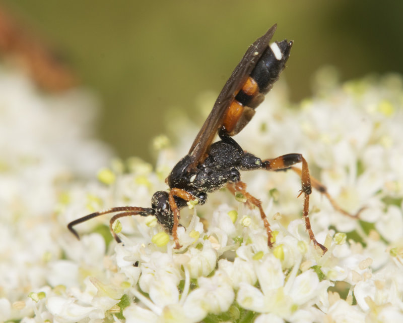 Ichneumon sarcitorius f 02-07-21.jpg