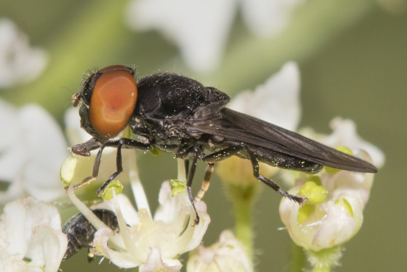 Chrysogaster solstitialis m 13-07-21.jpg