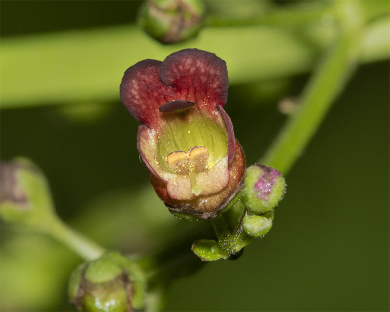 Water Figwort - Scrophularia auriculata 13-07-21.jpg