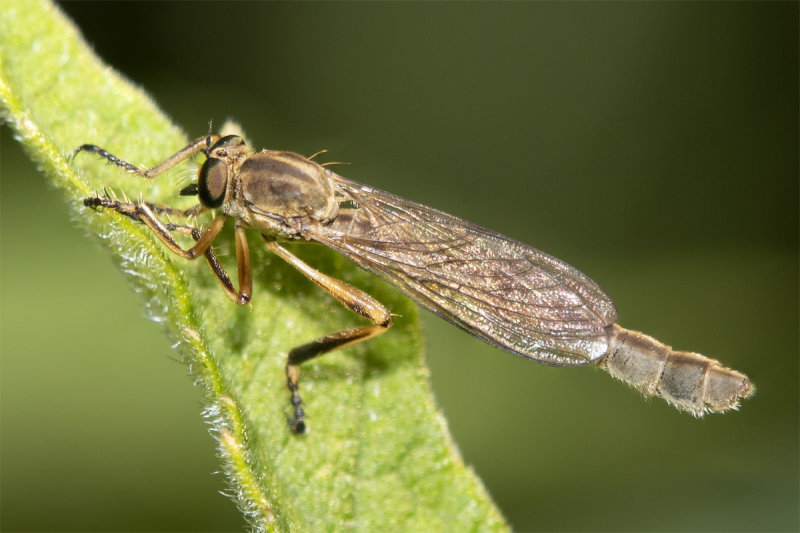 Striped Slender Robberfly - Leptogaster cylindrica 14-07-21.jpg