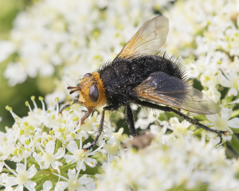 Tachina grossa 14-07-21.jpg