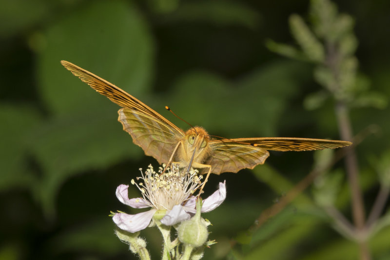 Silver-washed Fritillary - Argynnis paphia 13-07-21 front.jpg