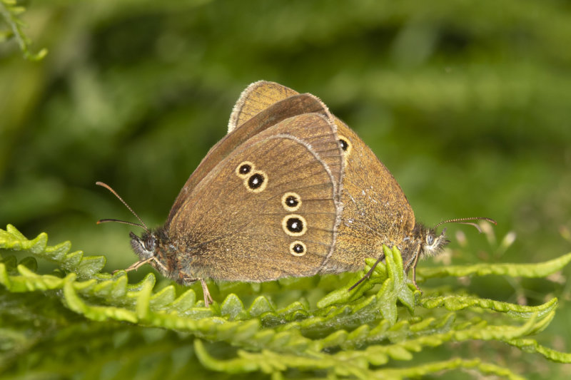 Ringlet - Aphantopus hyperantus pair 14-07-21.jpg