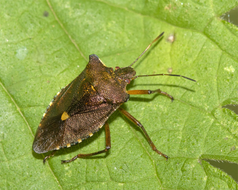Red-legged Shieldbug - Pentatoma rufipes 15-07-21.jpg