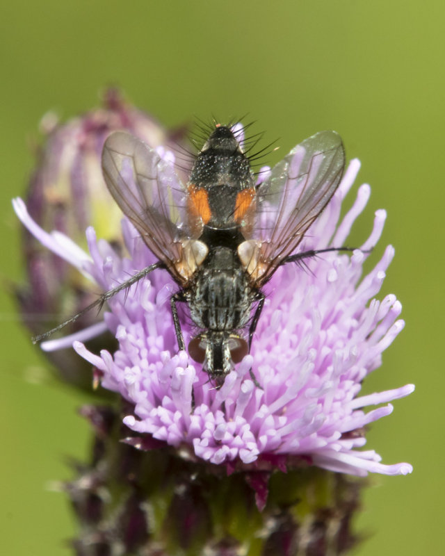 Eriothrix rufomaculata 17-07-21.jpg