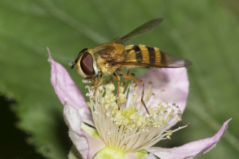 Epistrophe grossulariae f 18-07-21.jpg