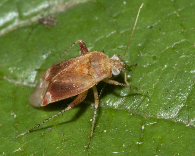 unid poss Psallus flavellus 18-07-21.jpg