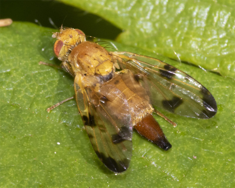 Xyphosia miliaria 18-07-21.jpg