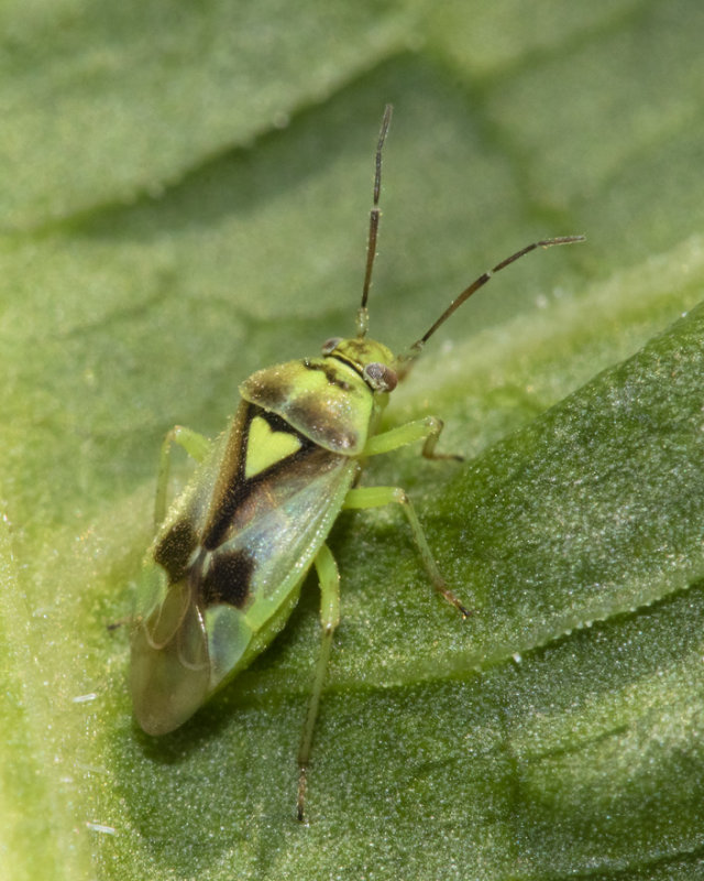 Orthops campestris 19-07-21.jpg