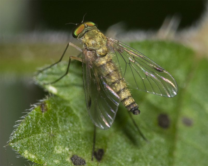 Little Snipefly - Chrysopilus asiliformis m 19-07-21.jpg