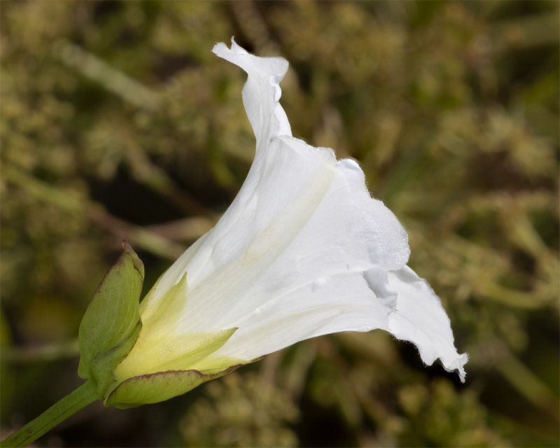 Hedge Bindweed - Calystegia sepium 19-07-21.jpg