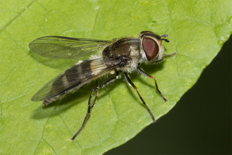 Leucozona laternaria f 20-07-21.jpg