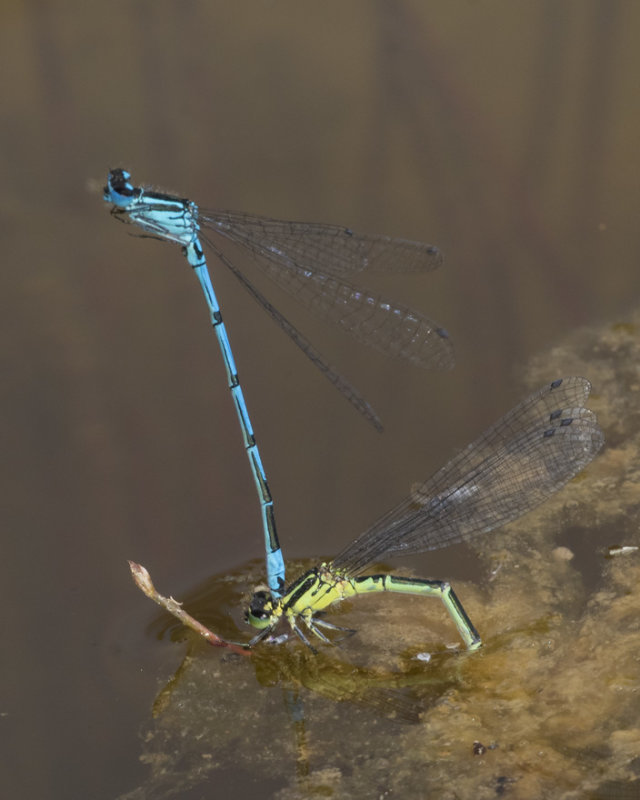 Azure Damselflies - Coenagrion puella 20-07-21.jpg