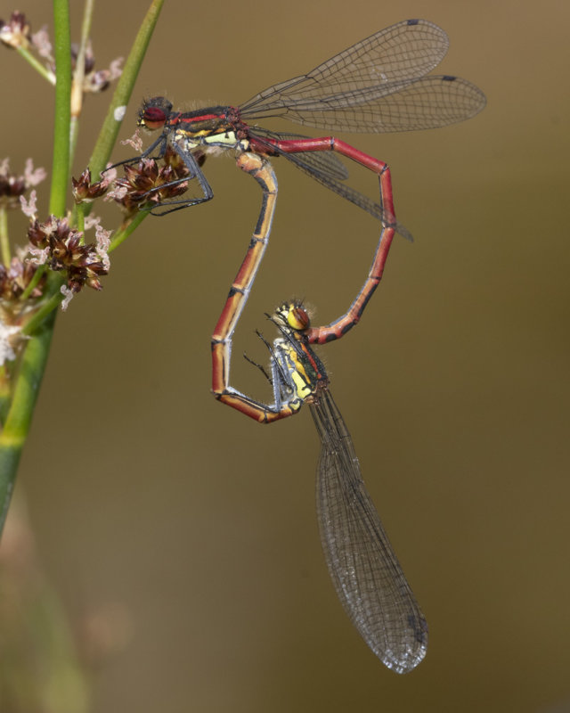 Large Red Damselfly - Pyrrhosoma nymphula pair 20-07-21.jpg