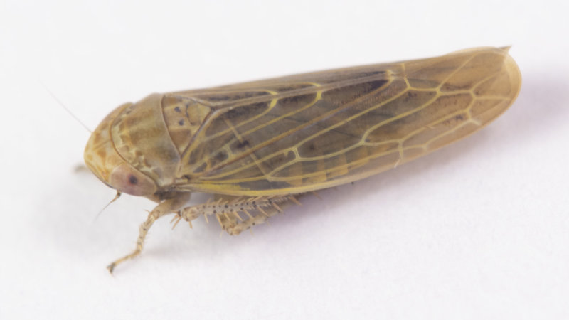 Leafhopper - Thamnotettix dilutior 15-07-21.jpg